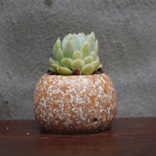 Eggshell Bio-Epoxy Planter Pot | Carbon Sequestering | Melbourne Made