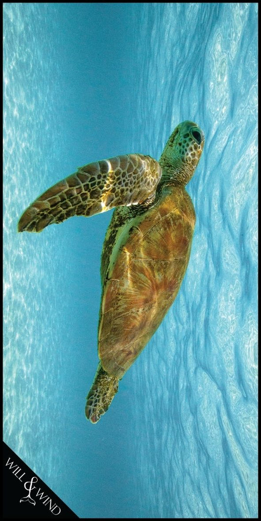 Turtle, Towel or Innovation? How 18 Recycled Bottles Become Eco-Chic Bath Assets
