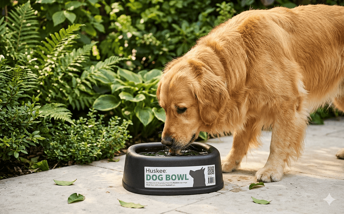 Why the Huskee Dog Bowl is the Ultimate Circular Innovation