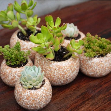 Eggshell Bio-Epoxy Planter Pot | Carbon Sequestering | Melbourne Made