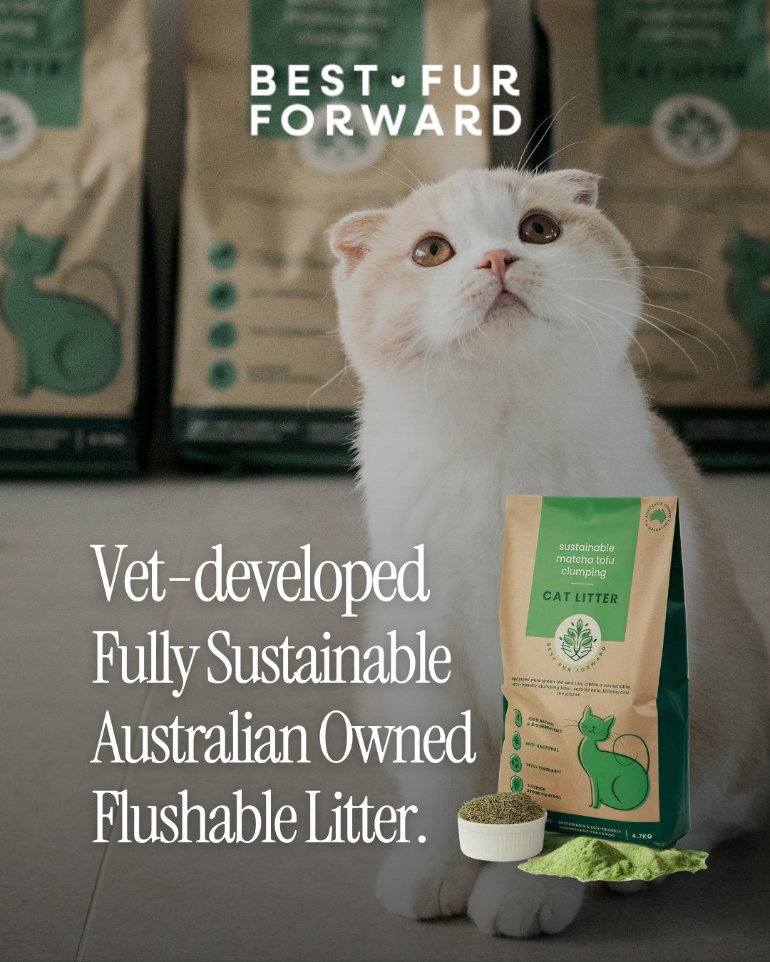 White Scottish Fold cat with Best Fur Forward cat litter packaging and text about sustainability.