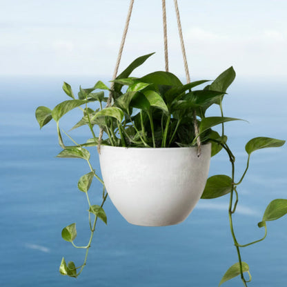 Single Columbia recycled plastic hanging planter bowl containing a succulent plant with an ocean background.