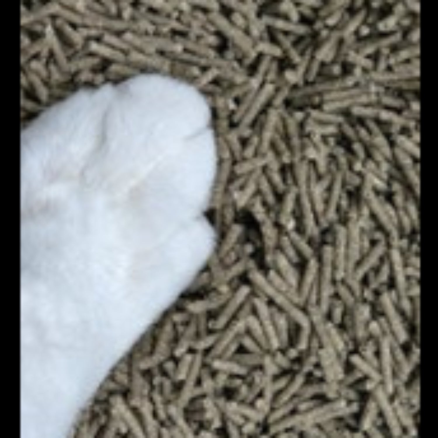 Close up view of a cat paw resting gently on low tracking green tea and tofu cat litter pellets.