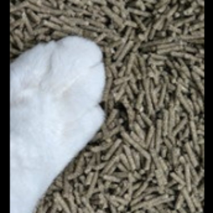Close up view of a cat paw resting gently on low tracking green tea and tofu cat litter pellets.