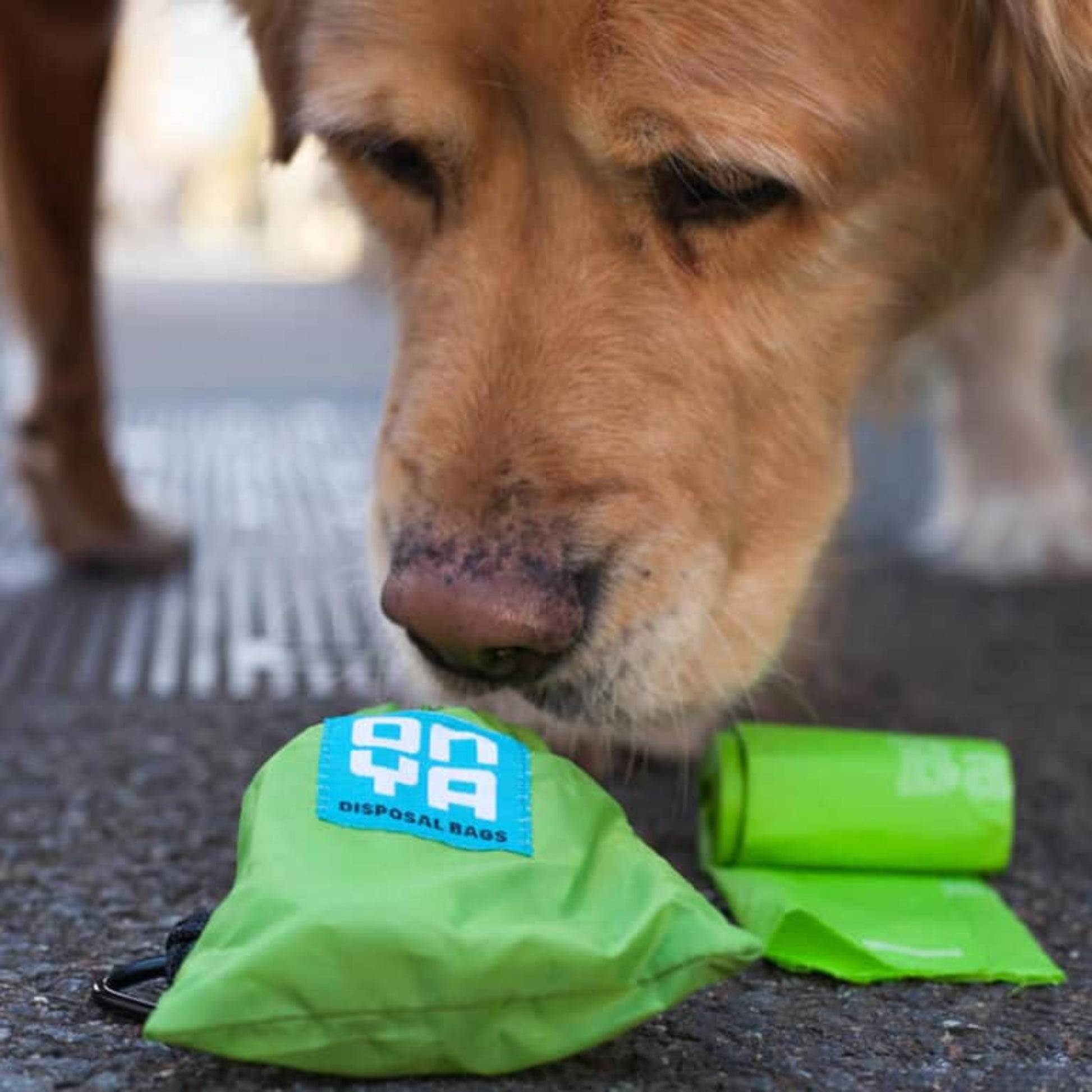 A dog looking at Onya 30 pack certified compostable dog waste bag refills featuring two rolls of 15 leak proof plant based pet poop bags on a white background, available in Australia.
