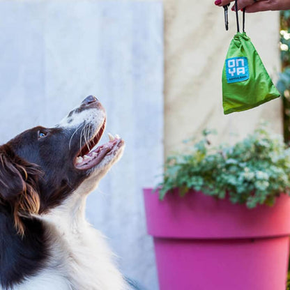 A dog watching his owner hold ONYA dog waste disposal bags and fabric carry pouch combo kit featuring a durable carabiner clip and compostable poop bag roll on a white background, available in Australia.