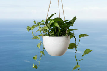 Columbia Hanging Pot - Large | Recycled Plastic | Looks Good Feels Good