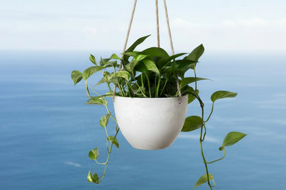 A green succulent plant in a modern stone-look recycled plastic hanging planter against an ocean background