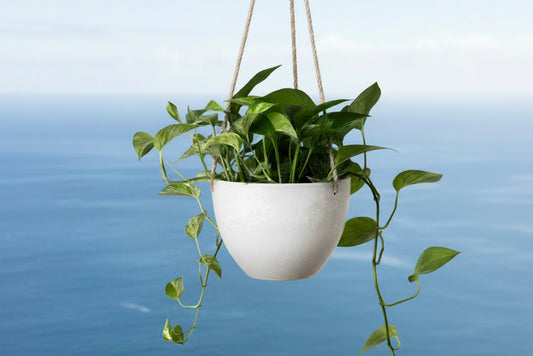 A green succulent plant in a modern stone-look recycled plastic hanging planter against an ocean background