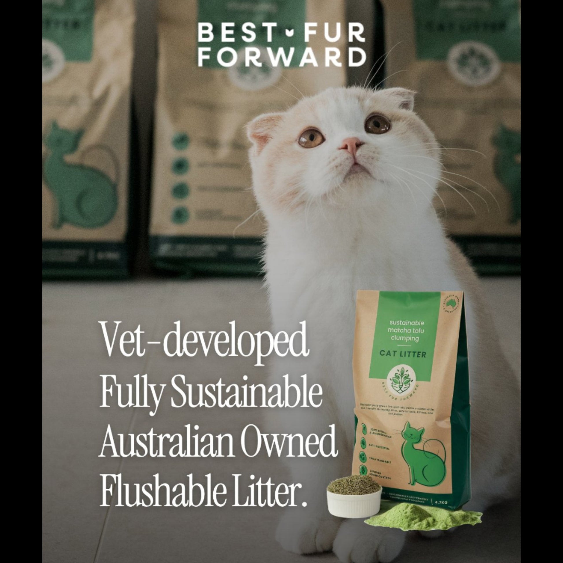White Scottish Fold cat sitting with Best Fur Forward cat litter packaging featuring vet developed and sustainability benefits.