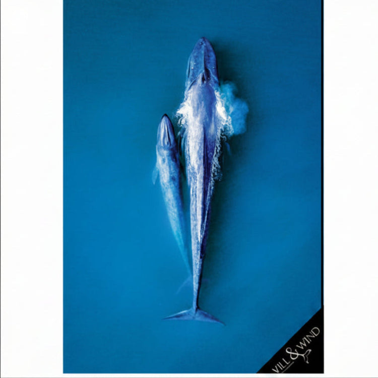 Will & Wind Blue Whales sand free towel. Premium recycled plastic quick dry microfibre towel, fast shipping Australia wide.
